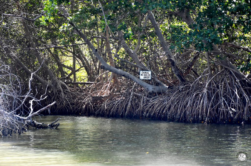mangrovie laguna della restinga canale