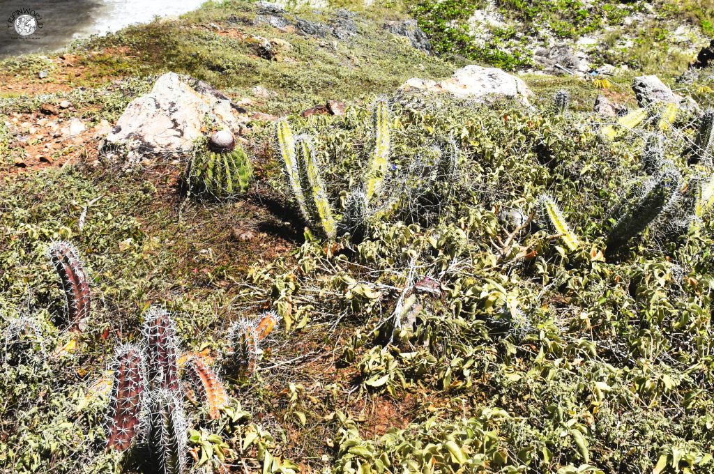 flora e fauna tropicale isla margarita cactus buche