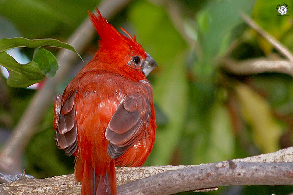 flora e fauna tropicale isla margarita cardinale vermiglio