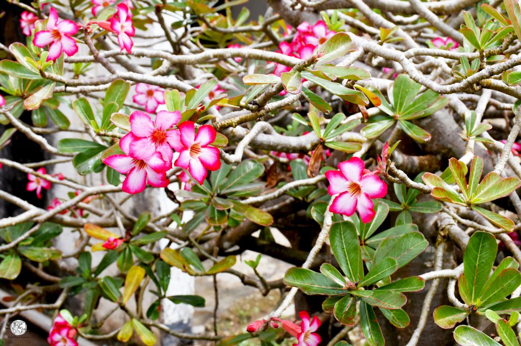 flora e fauna tropicale isla margarita fiori selvatici