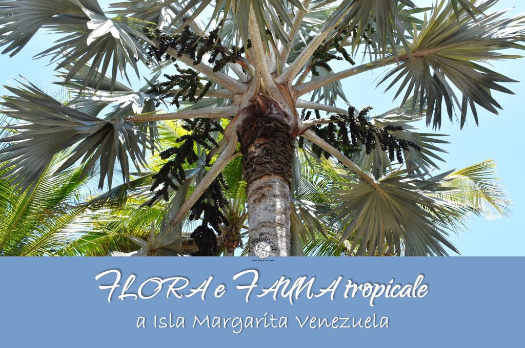 flora e fauna tropicale isla margarita venezuela tripinworld