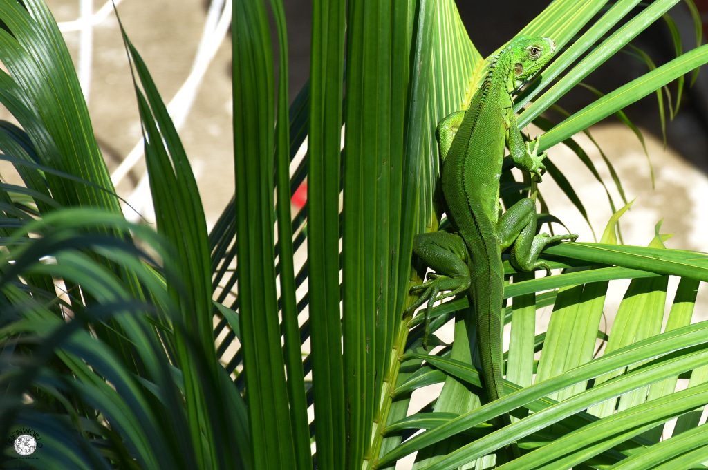 flora e fauna tropicale isla margarita iguana