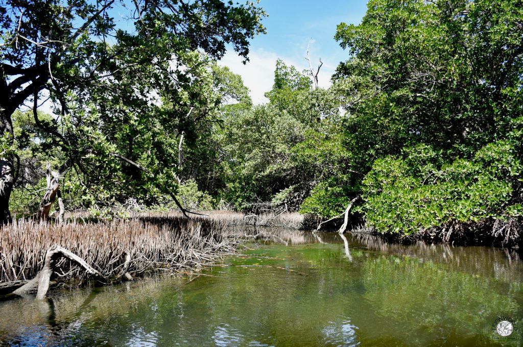 flora e fauna tropicale isla margarita laguna de la restinga