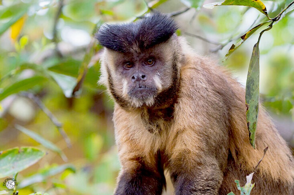 flora e fauna tropicale a isla margarita scimmia