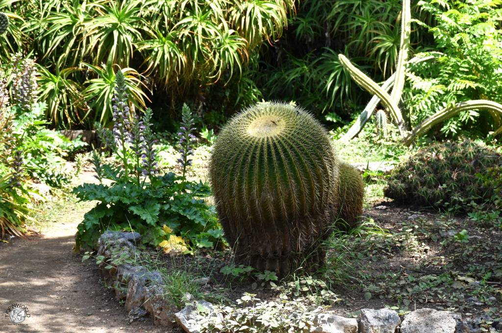 orto botanico di palermo echinocactus