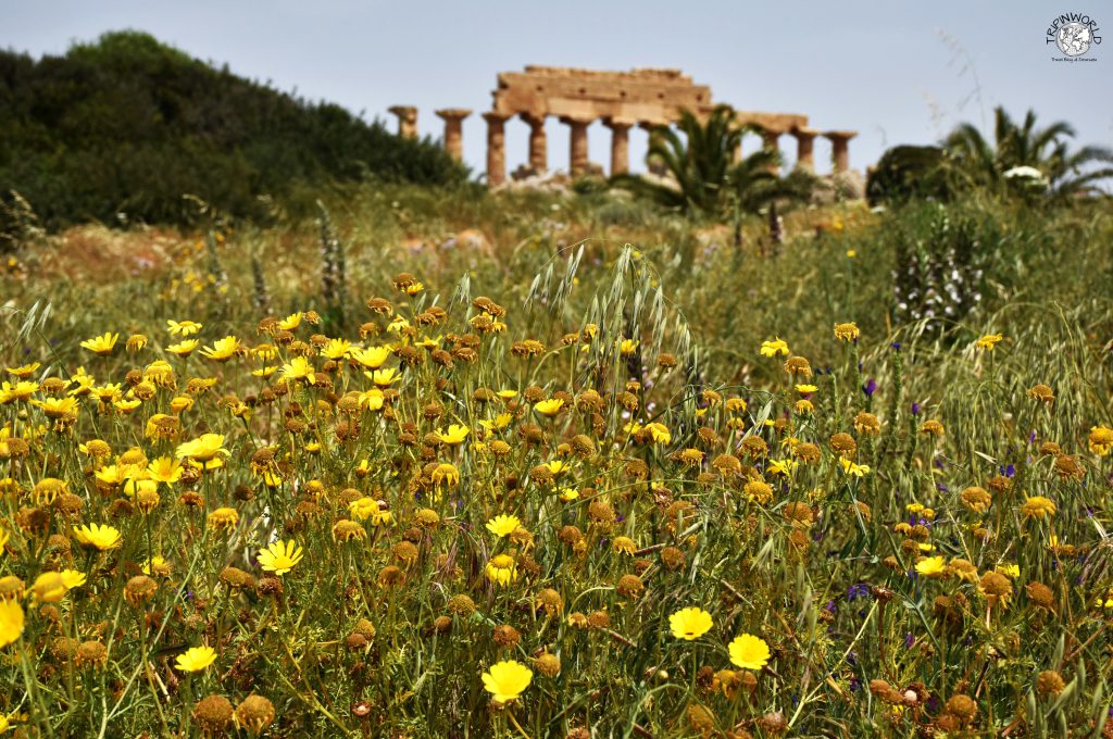 parco archeologico selinunte campi in fiore