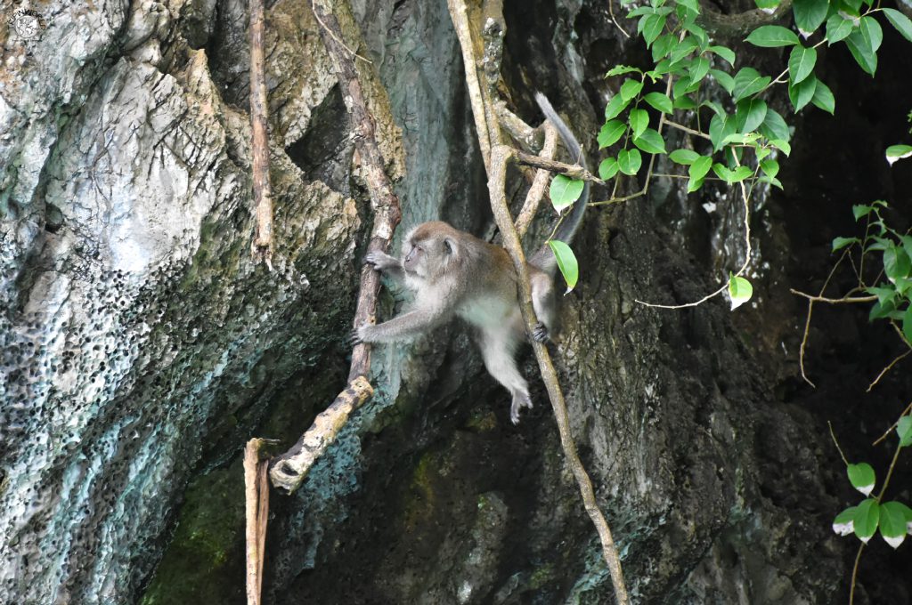 macaco a monkey bay isole di krabi