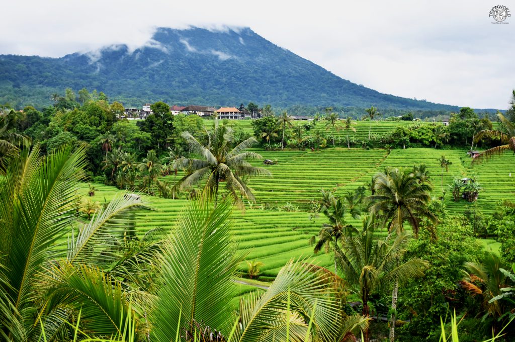 bali le risaie jatiluwih