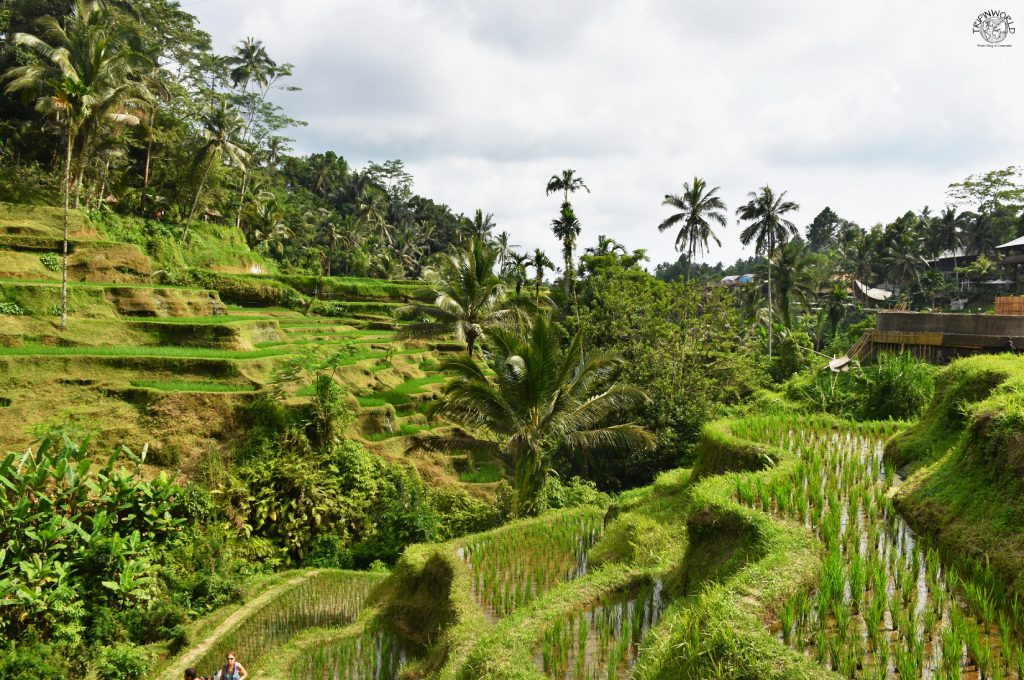 le risaie tegallalang a bali