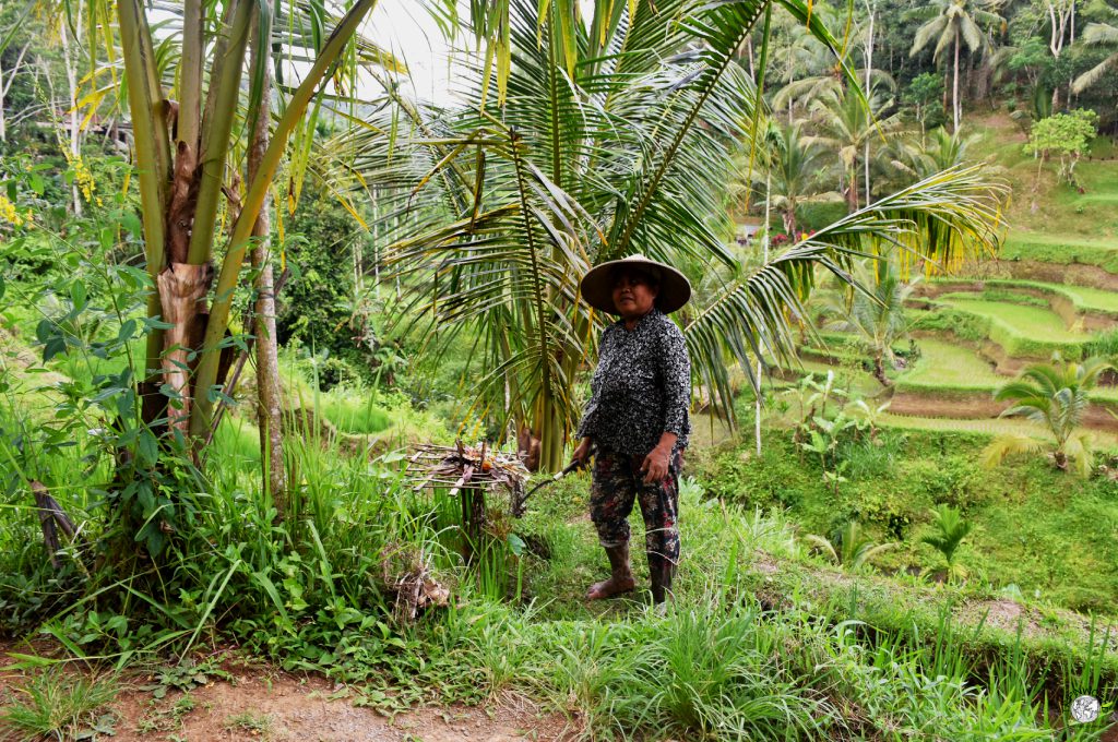 contadina nelle risaie a ubud contadina nelle risaie a ubud