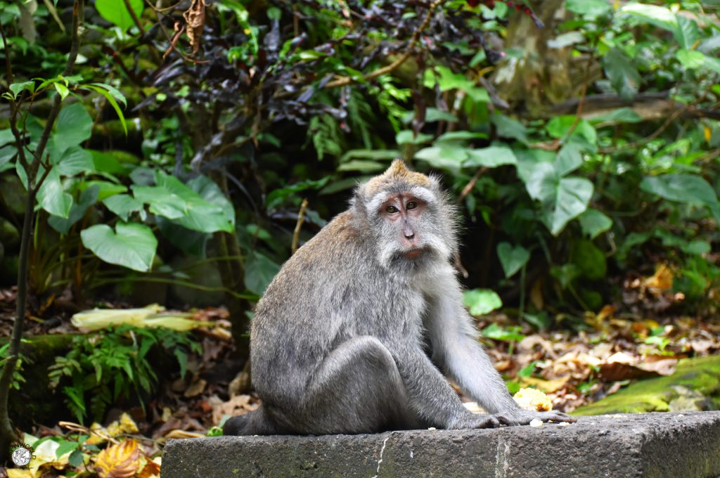 macaco nella foresta delle scimmie di Ubud macaco nella foresta delle scimmie di Ubud