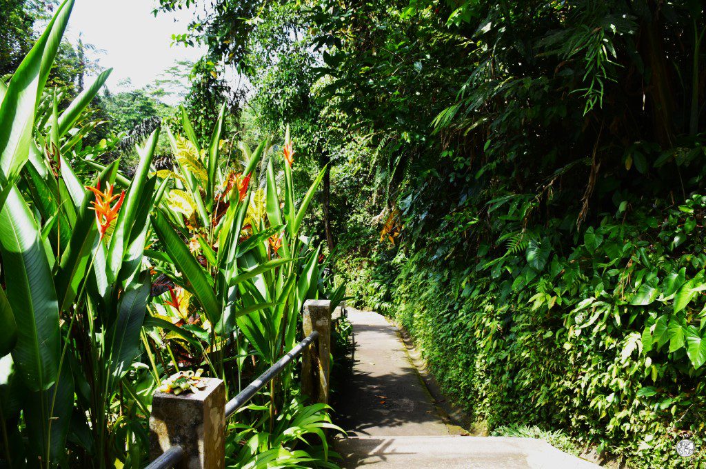 vegetazione di bali vegetazione di bali
