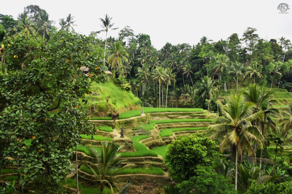 ubud le risaie di Tegallalang ubud le risaie di Tegallalang