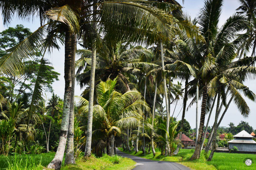 strada tra i palmeti cascate di bali strada tra i palmeti cascate di bali