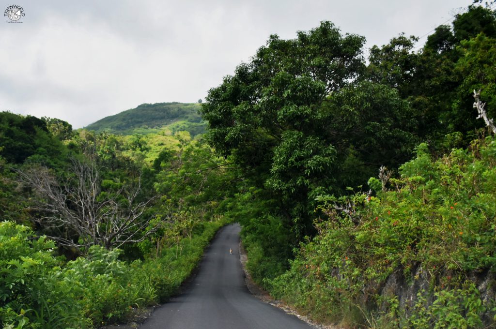 vegetazione entroterra nusa penida 