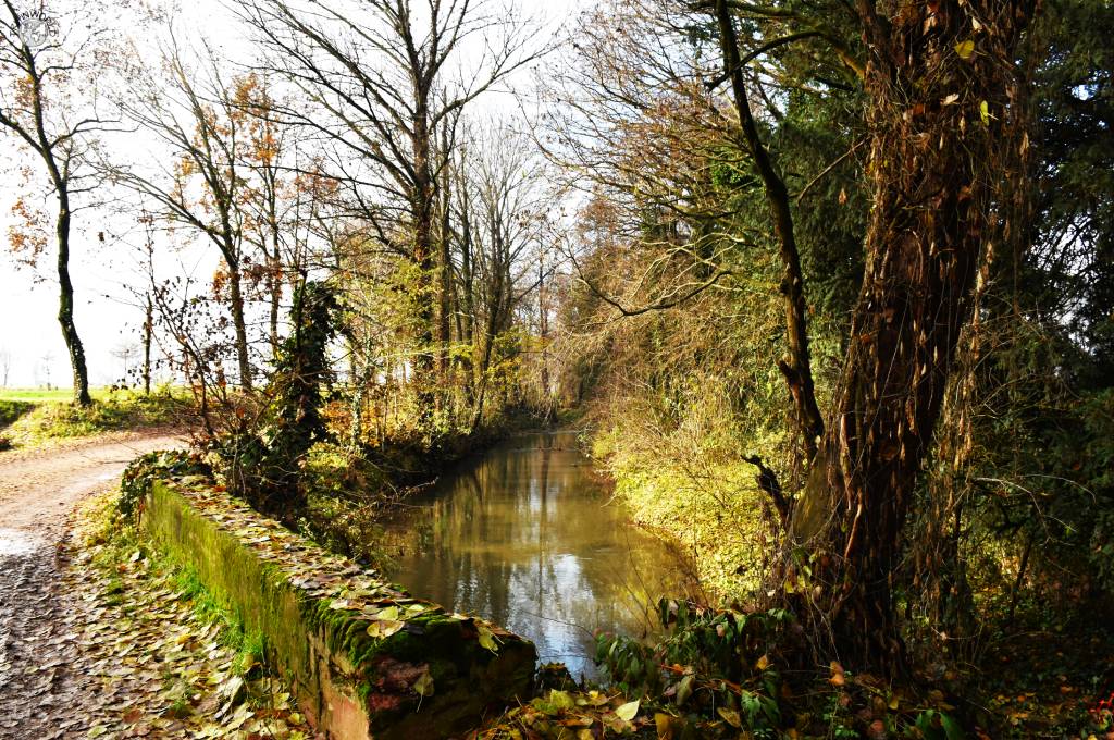 vegetazione invernale del parco fiume oglio