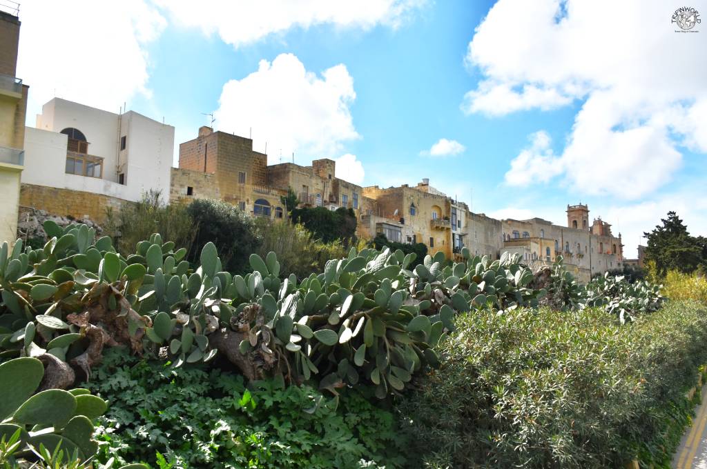 vegetazione dell'isola di gozo vegetazione dell'isola di gozo