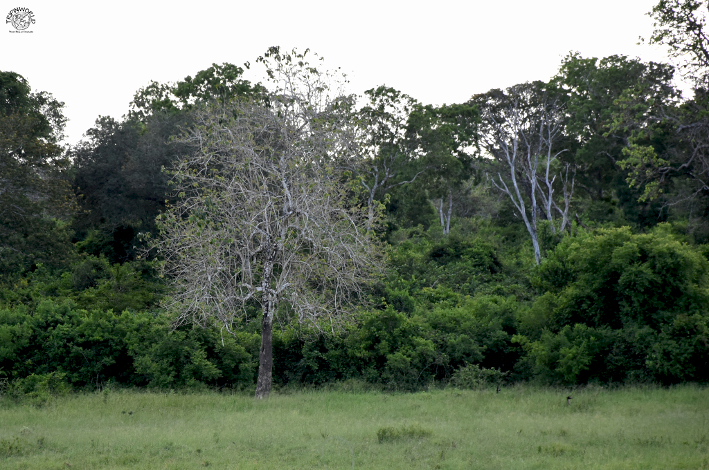 escursioni da watamu la foresta arabuko sokoke