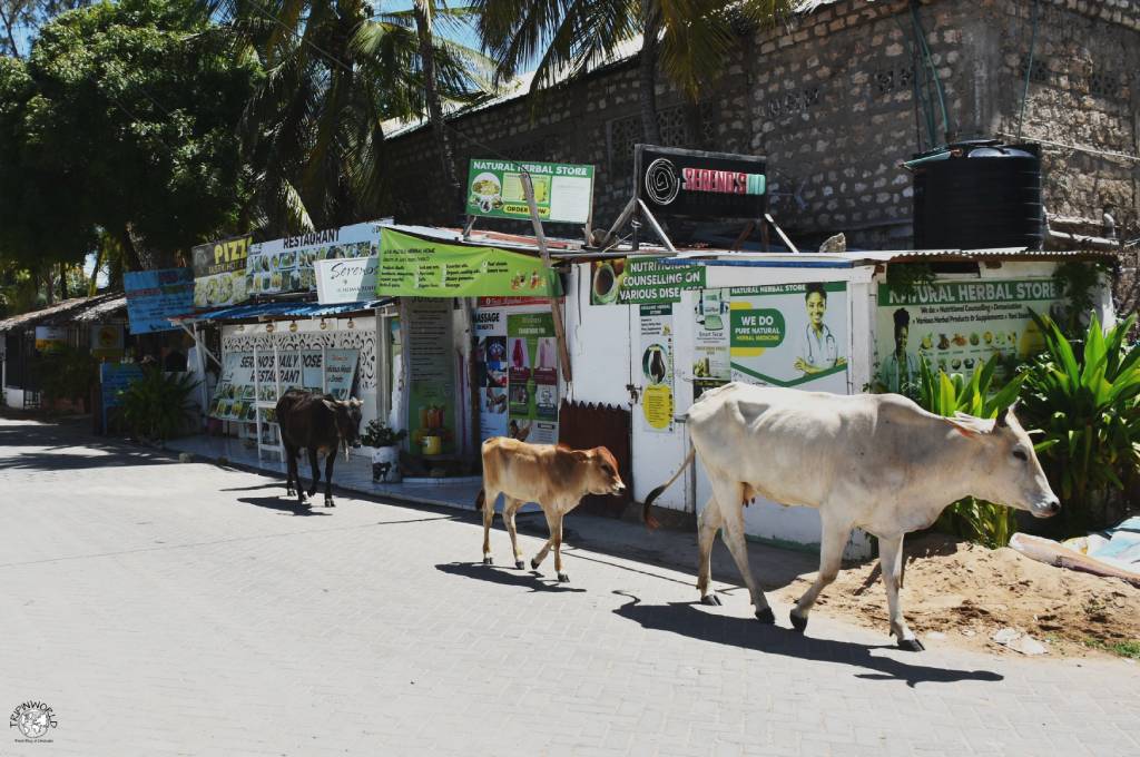 mucche nel centro di watamu mucche nel centro di watamu