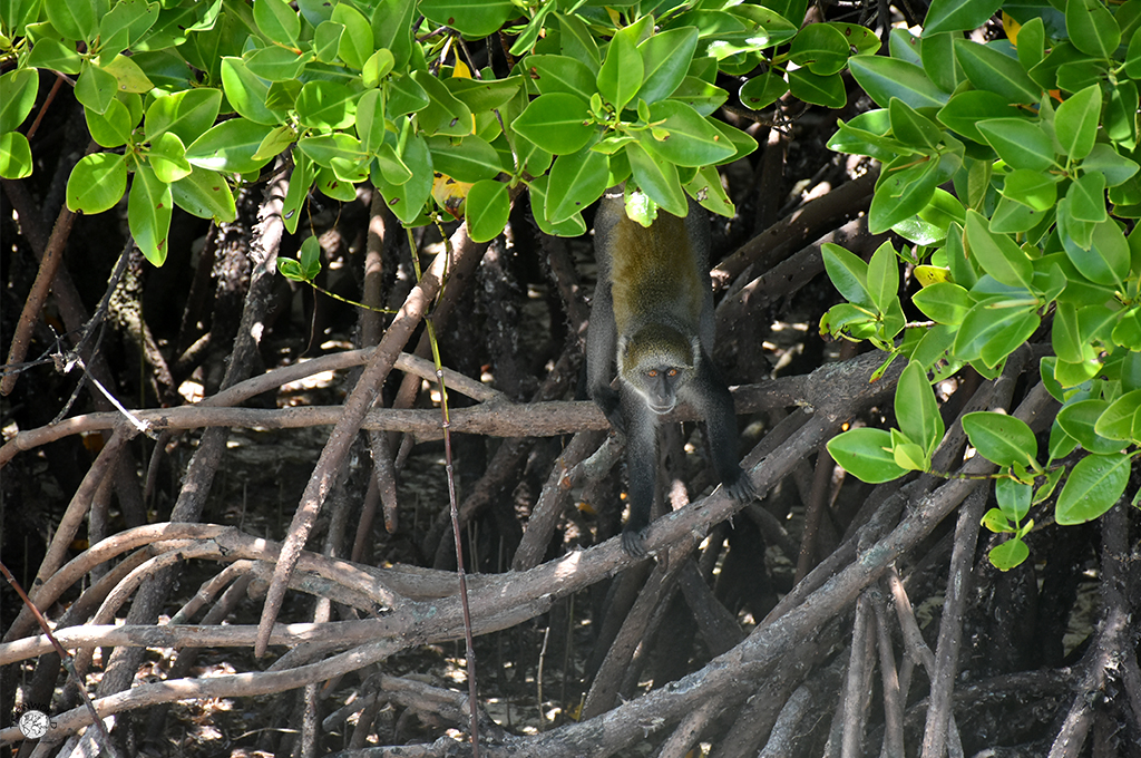 scimmia tra le mangrovie safari blu escursioni da watamu