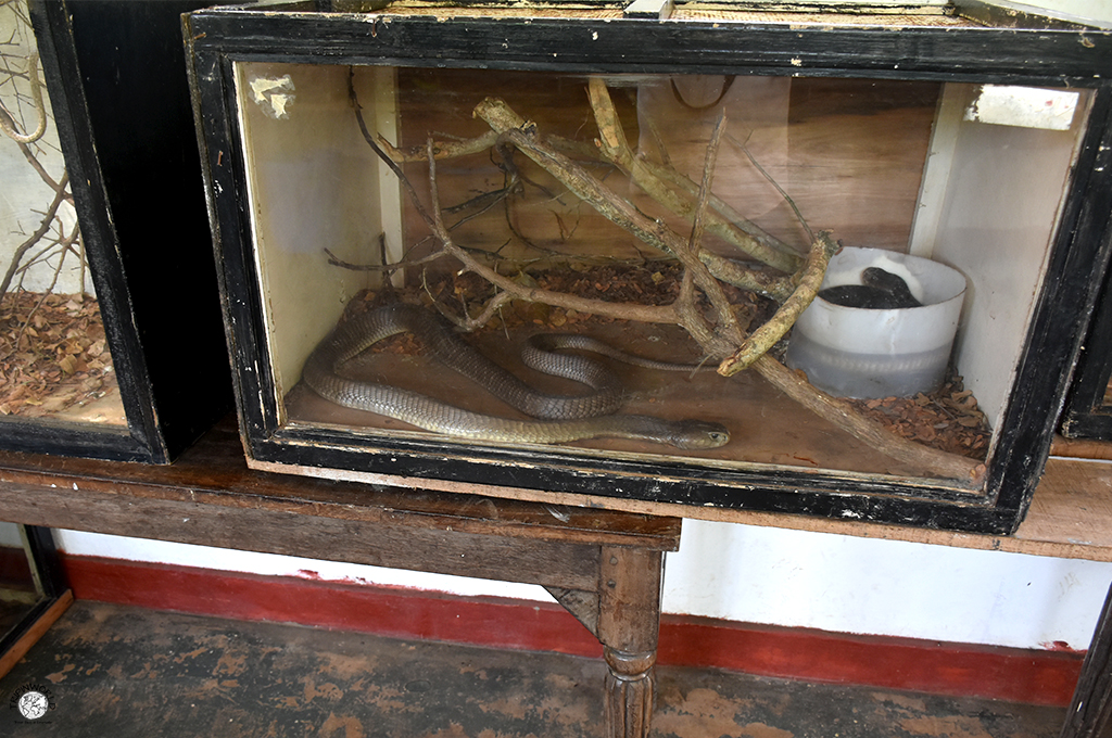 serpente in teca a watamu