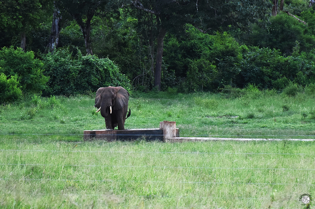 elefante nella foresta arabuko escursioni da watamu